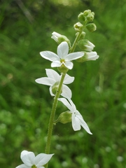 Lithophragma bolanderi