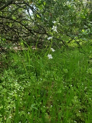 Lithophragma bolanderi
