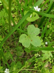 Lithophragma bolanderi