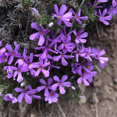 Phlox douglasii