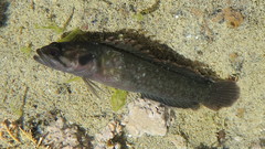 Acanthoclinus fuscus