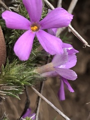 Phlox douglasii
