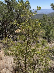 Quercus emoryi