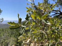 Quercus emoryi