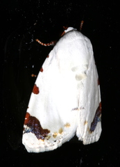 Chasmina pulchra