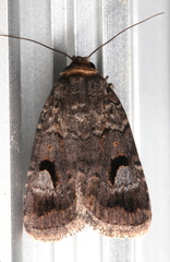 Thoracolopha flexirena