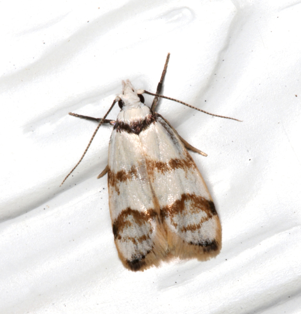 Chezala brachypepla