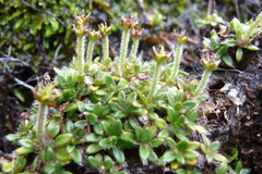 Actinotus novae-zelandiae