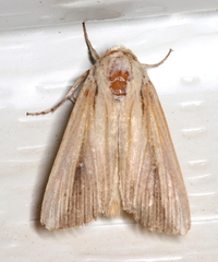 Leucania stenographa