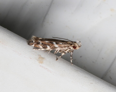 Otonoma anemois