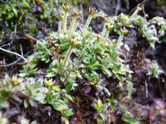 Actinotus novae-zelandiae
