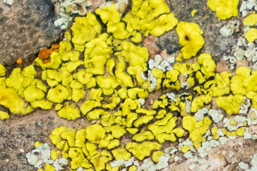 Representative image of Acarosporaceae