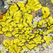 Cobblestone Lichen Family - Photo (c) BJ Stacey, some rights reserved (CC BY-NC), uploaded by BJ Stacey