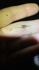 Palaemon kadiakensis