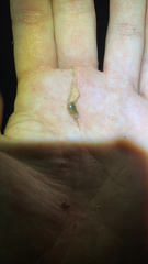 Palaemon kadiakensis