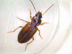 Bradycellus atrimedeus