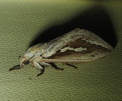 Abantiades labyrinthicus