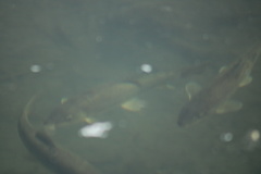 Pantosteus clarkii