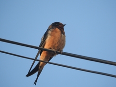 Hirundo rustica