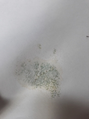 Xerocomellus ripariellus