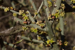 Acanthothamnus aphyllus