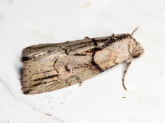 Calathusa metableta