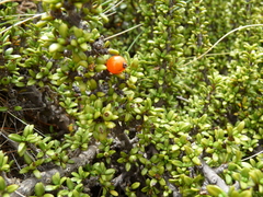 Coprosma fowerakeri