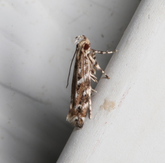 Otonoma anemois