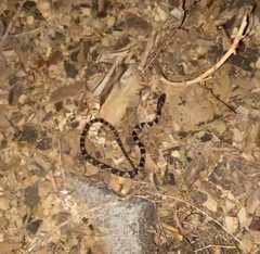 Trimorphodon quadruplex