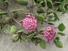 Abronia maritima × latifolia