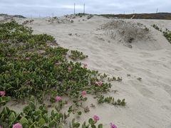 Abronia maritima × latifolia