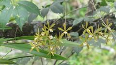 Encyclia stellata