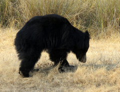 Melursus ursinus ursinus