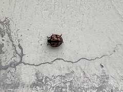 Aiolocaria hexaspilota