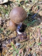 Panaeolus castaneifolius