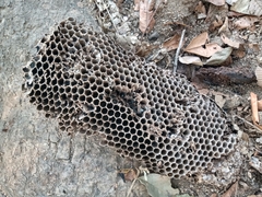 Brachygastra mellifica