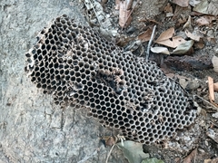 Brachygastra mellifica