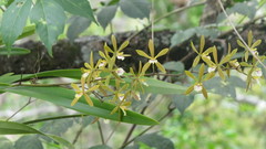 Encyclia stellata