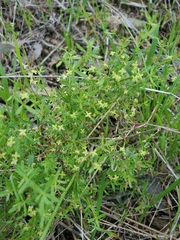 Galium bolanderi
