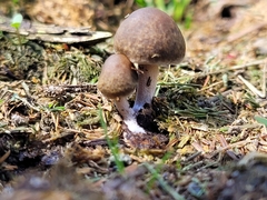 Panaeolus castaneifolius