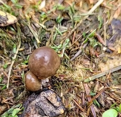 Panaeolus castaneifolius