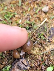 Panaeolus castaneifolius