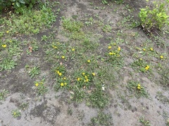 Taraxacum officinale