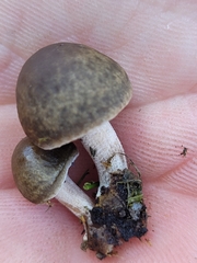 Panaeolus castaneifolius
