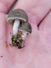 Panaeolus castaneifolius