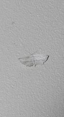 Hyposada hydrocampata