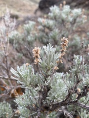 Artemisia rigida