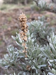 Artemisia rigida