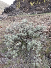 Artemisia rigida