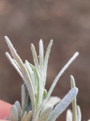 Artemisia rigida